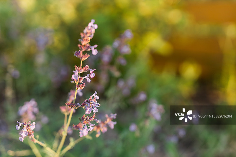 花园里生长的猫薄荷，植物和植物疗法，留白图片素材