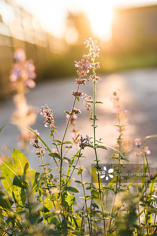阳光明媚的花园里生长的猫薄荷图片素材