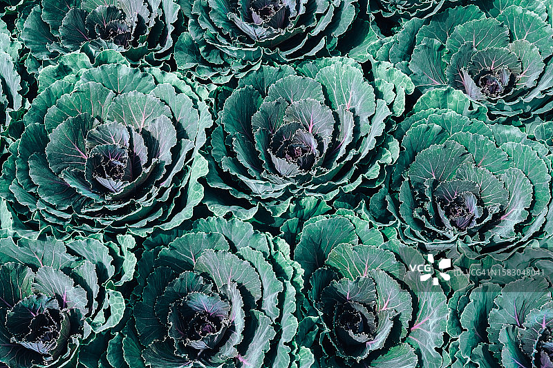 观赏性冬季开花羽衣甘蓝图片素材