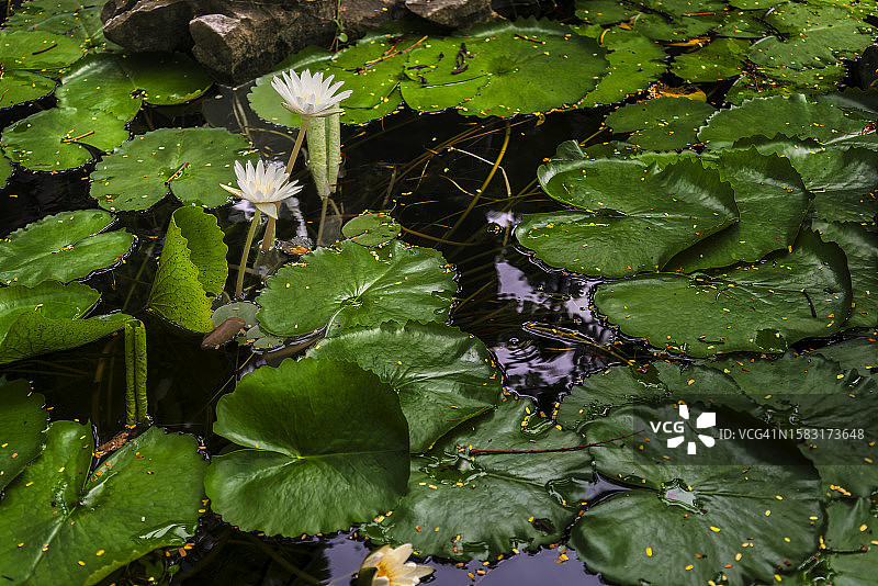 大理石山脉中的荷花图片素材