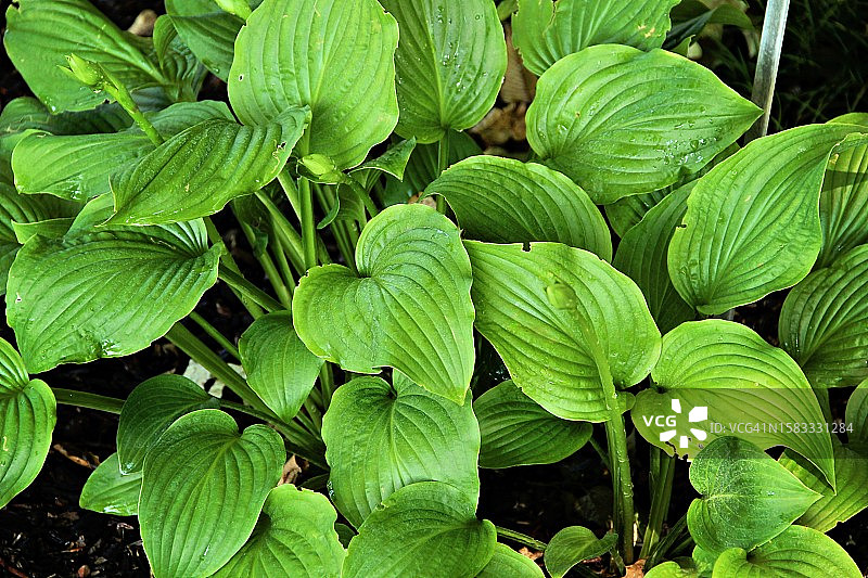 玉簪花图片素材