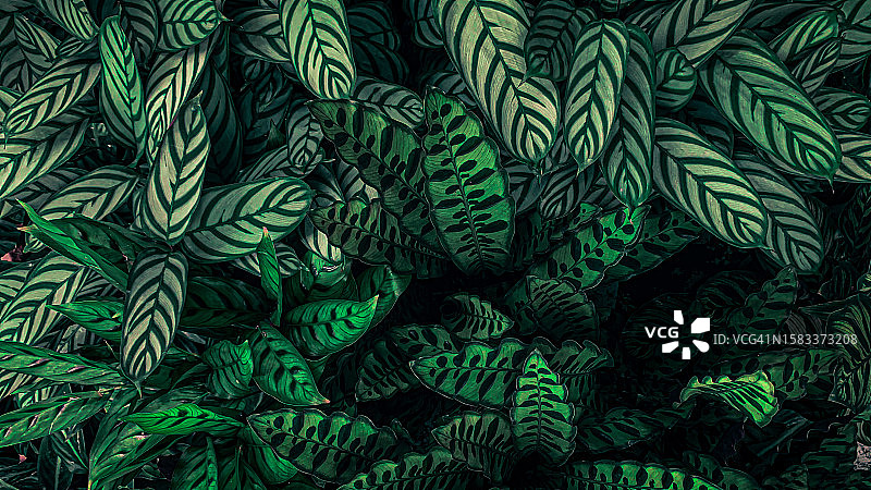 绿色热带叶子图片素材