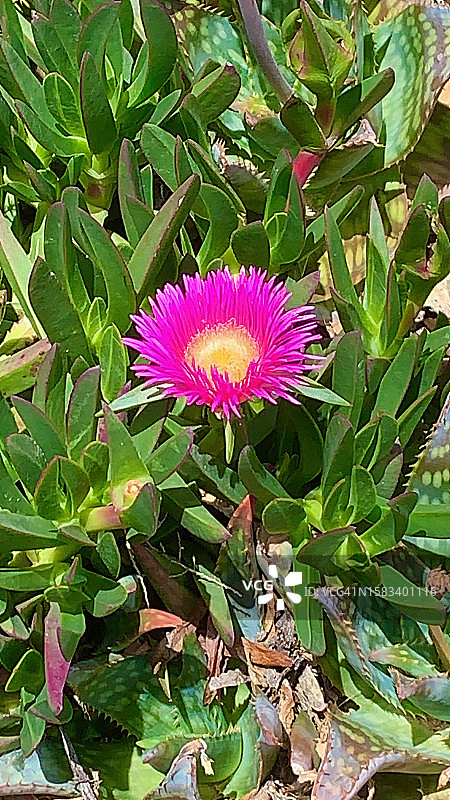 智利松叶菊图片素材