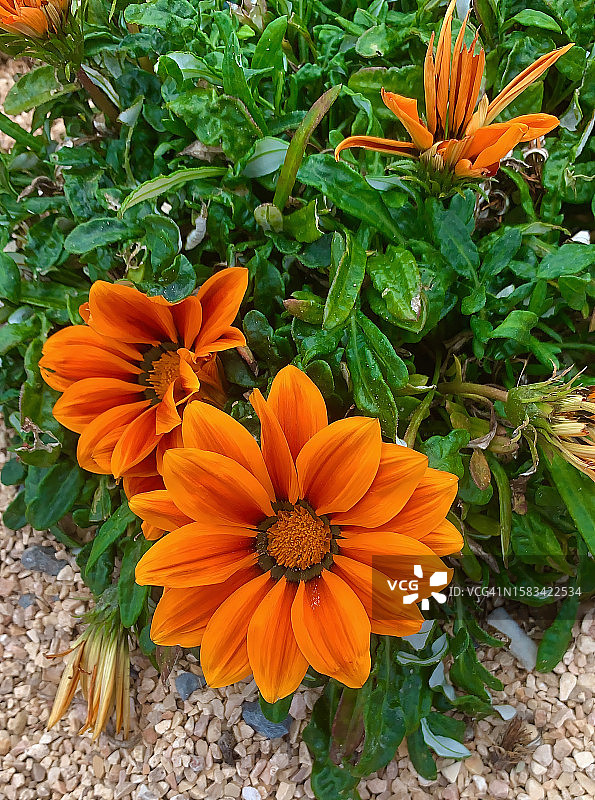 异毛勋章菊图片素材