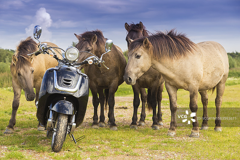 在阿默龙根乌得勒支附近欣赏踏板车的野马图片素材