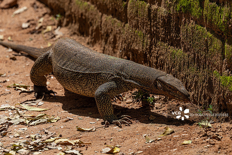 亚洲水巨蜥，斯里兰卡，波隆纳鲁瓦图片素材