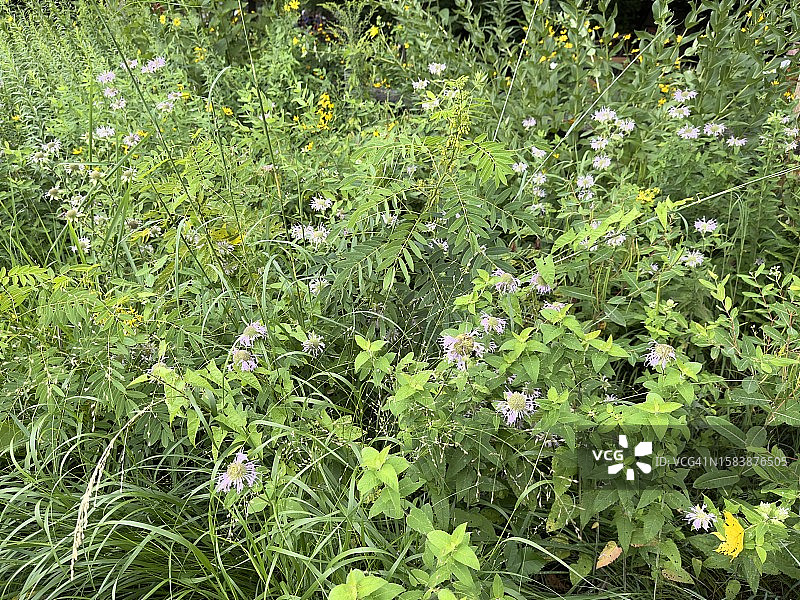 蜜蜂友好花卉花粉栖息地草甸图片素材