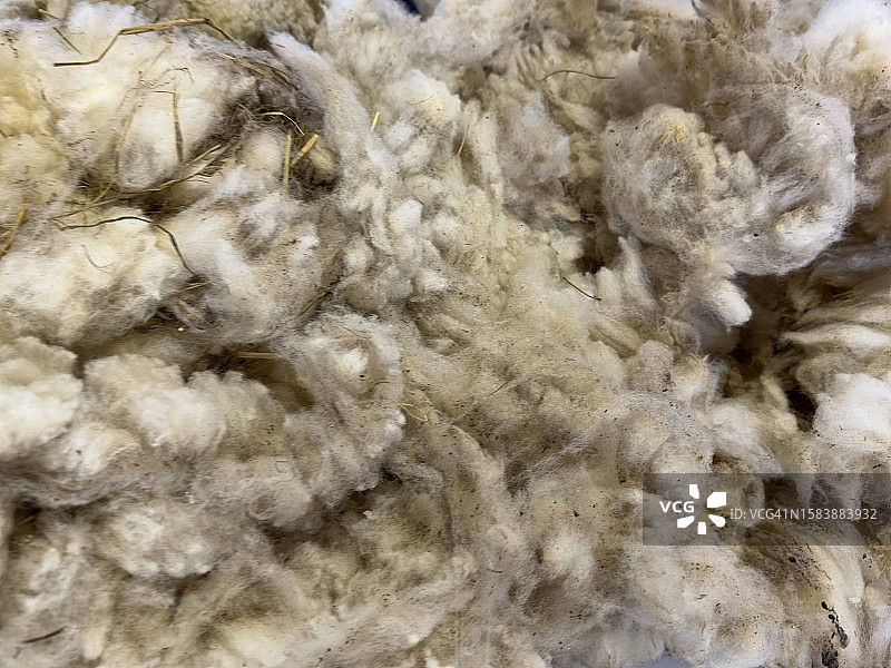 剪下的羊毛图片素材