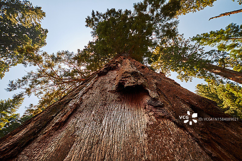 美国加州红杉国家公园仰视树木天空图片素材