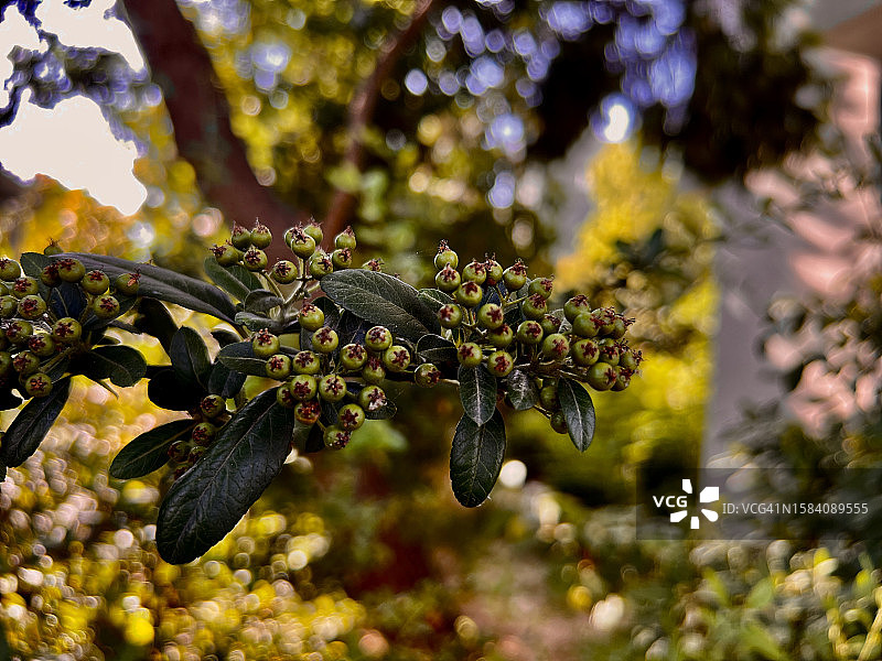 希腊雅典阿提基的开花植物特写图片素材