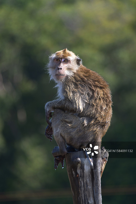 猕猴坐在树上的特写图片素材