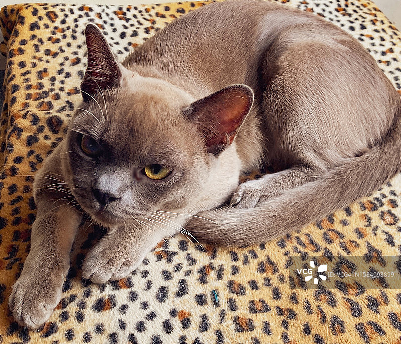 猫咪在床上放松特写图片素材