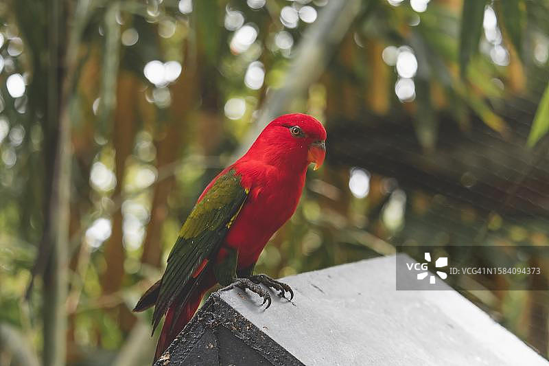 红猩猩鹦鹉栖息在树枝上的特写图片素材