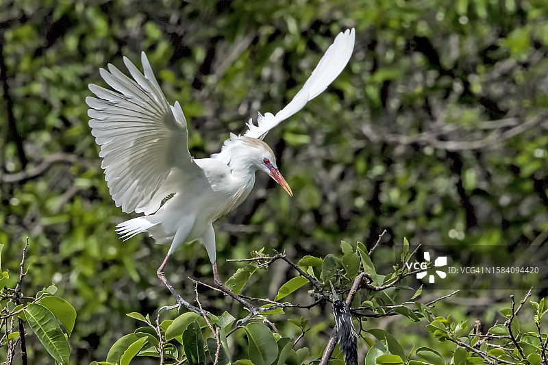 美国佛罗里达州德尔雷比奇的树枝上的牛背鹭特写图片素材