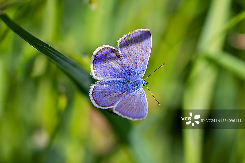 蝴蝶在紫色花朵上的特写图片素材