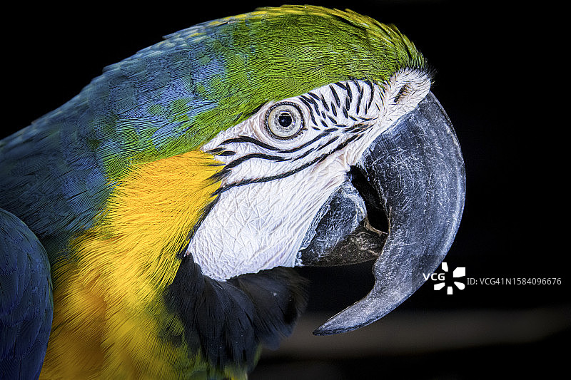 金蓝色金刚鹦鹉的黑色背景特写图片素材