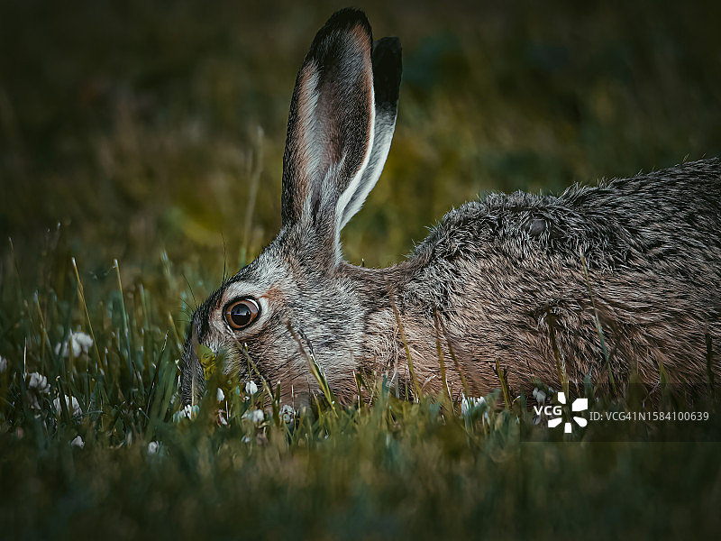 田野上兔子的特写图片素材