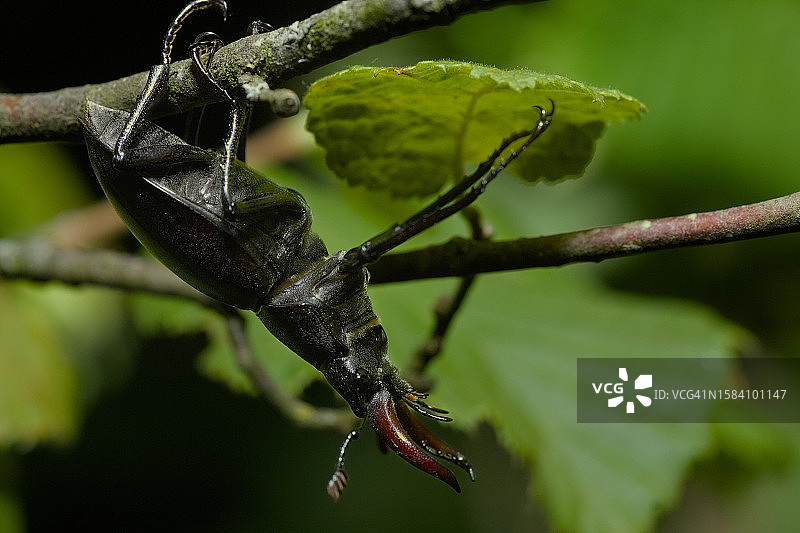 昆虫在植物上的特写图片素材