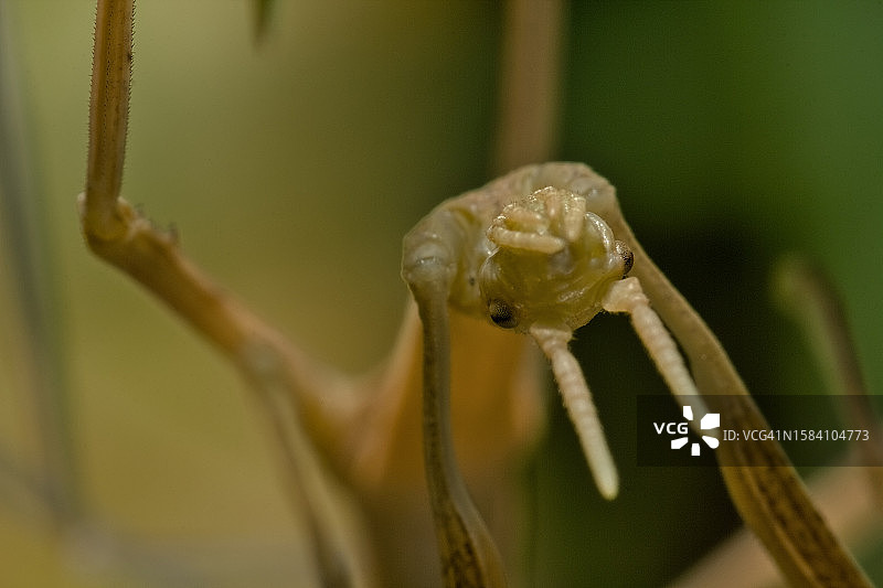 花蕾特写图片素材