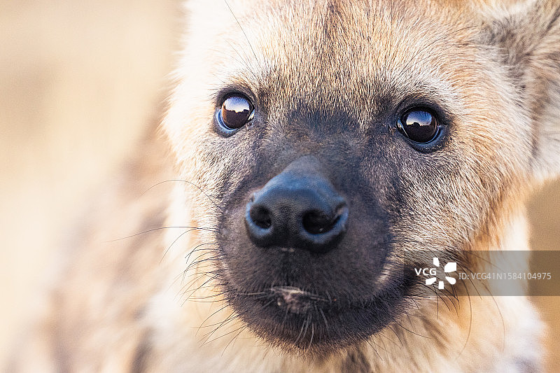 狗的特写肖像图片素材