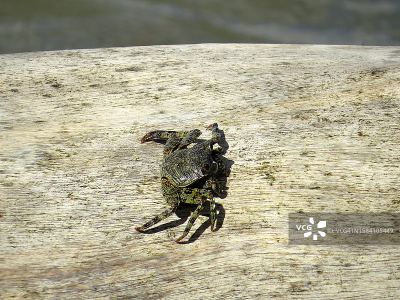 岩石上的螃蟹特写图片素材