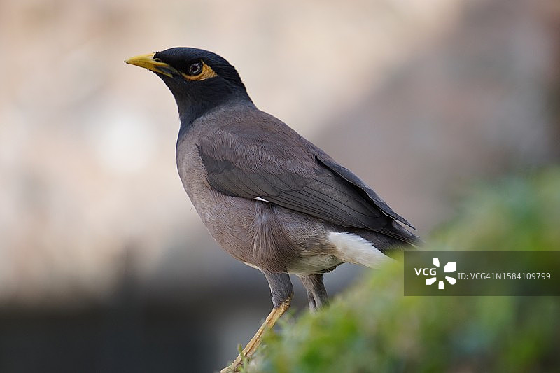 歌八哥栖息在树枝上的特写图片素材