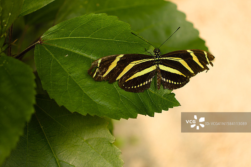 蝴蝶在树叶上的特写图片素材