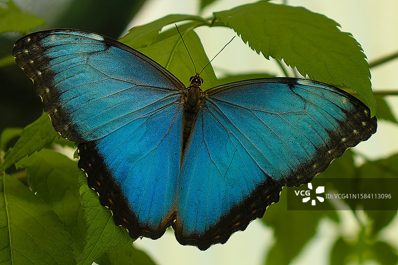 蝴蝶在树叶上的特写图片素材