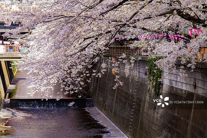 日本东京目黑川樱花隧道图片素材