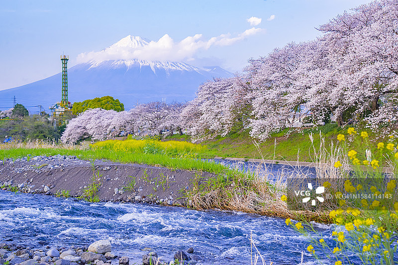 日本静冈县富士市：润井川畔的富士山与粉色樱花树图片素材