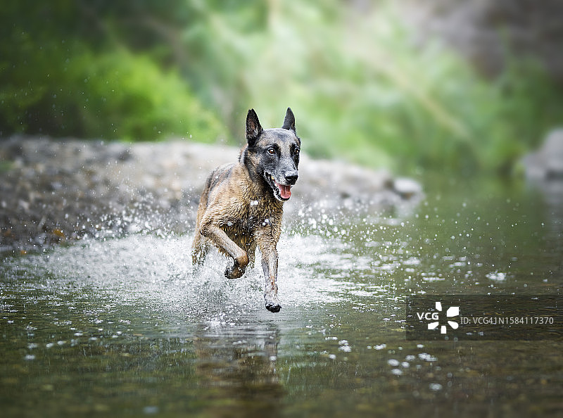 在湖中奔跑的纯种狗的肖像照图片素材