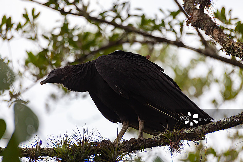 低角度视角拍摄的栖息在树上的鹰图片素材