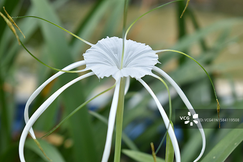 白色开花植物特写图片素材