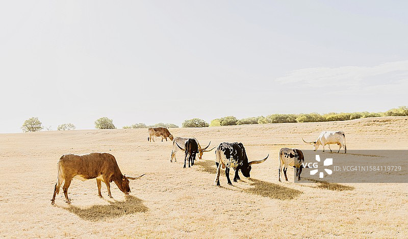 美国的羊群，德克萨斯州图片素材