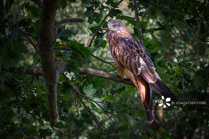 仰视栖息在树枝上的雄鹰图片素材