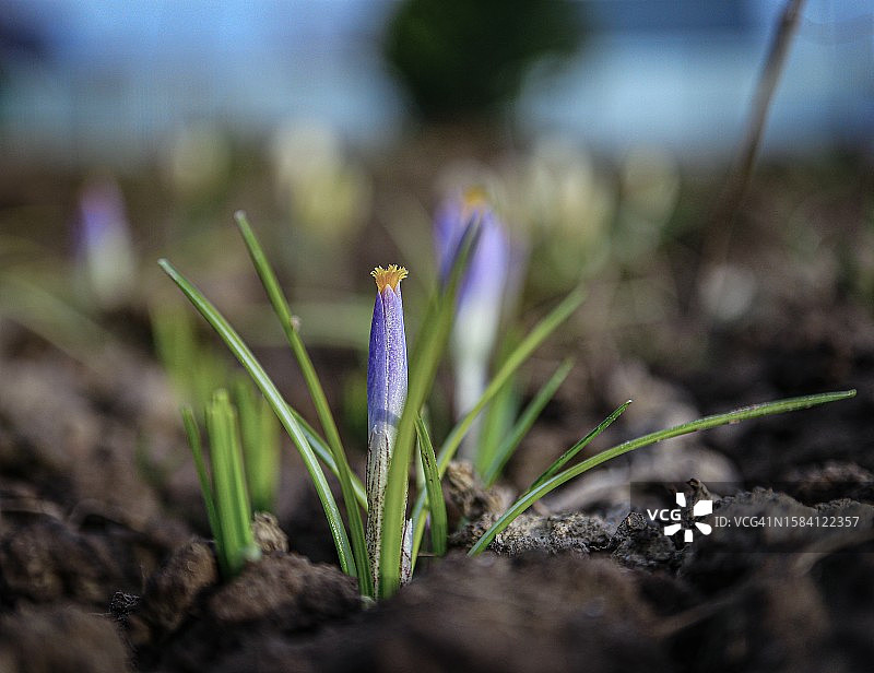 紫色番红花田野特写图片素材