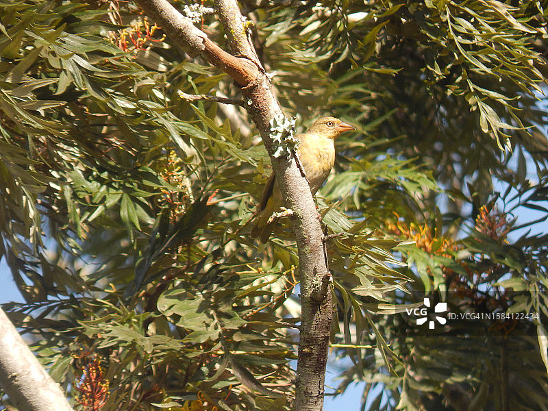 低角度视角下栖息在树上的鸣禽图片素材
