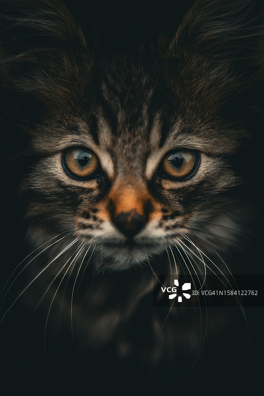 黑色背景下的猫特写肖像图片素材