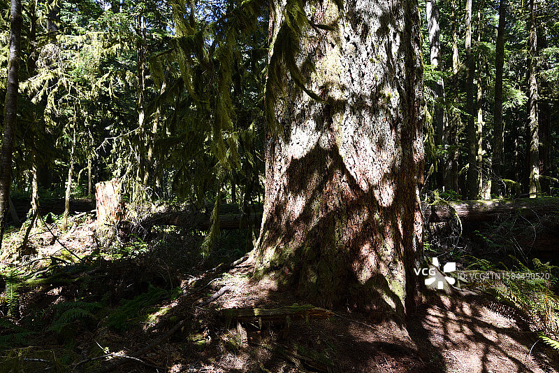 森林深处图片素材