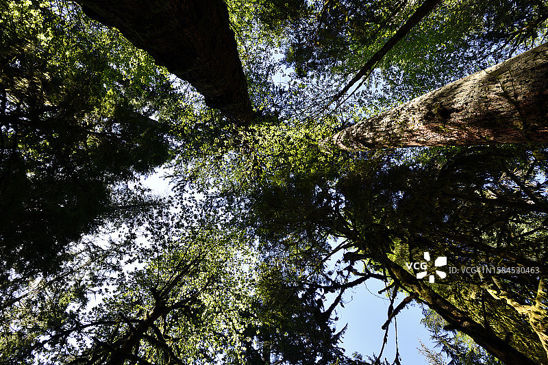 森林地面图片素材