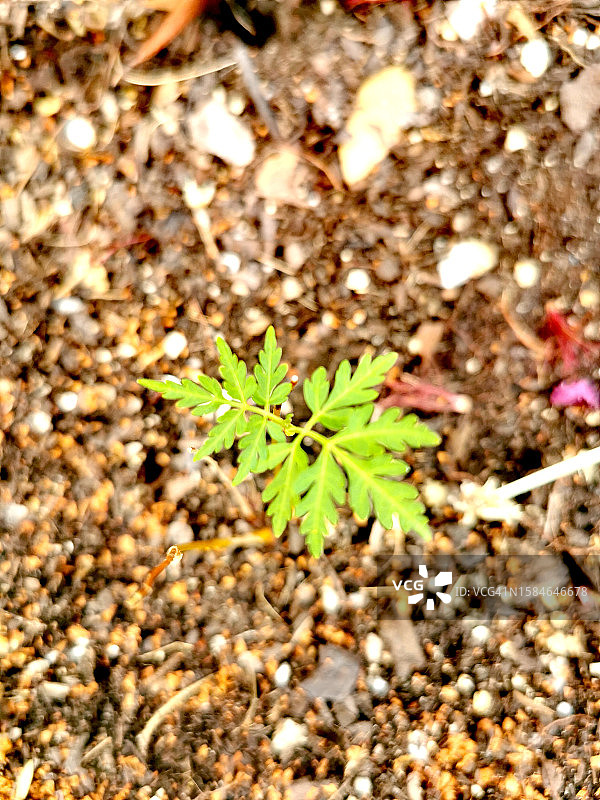 气球藤图片素材