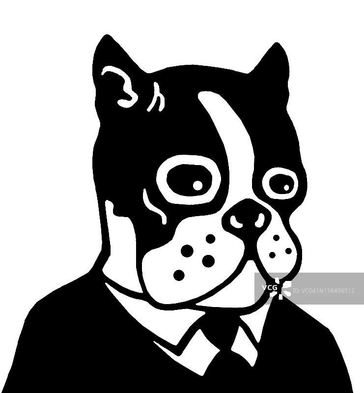 穿着西装的波士顿梗犬图片素材