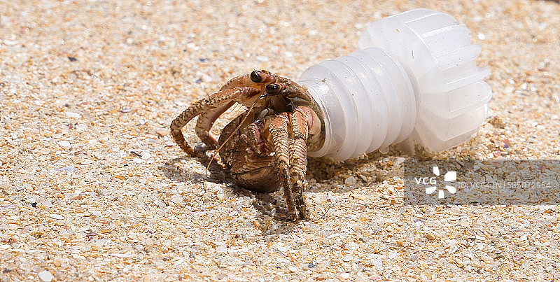 瓶盖里的寄居蟹图片素材