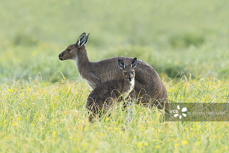 雨后的袋鼠和幼崽图片素材