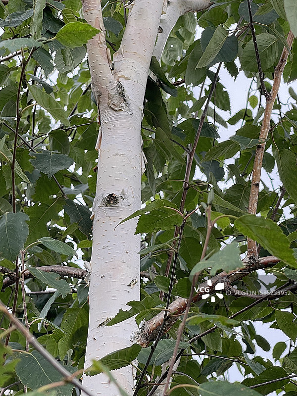 近距离观察桦树树皮和树叶图片素材