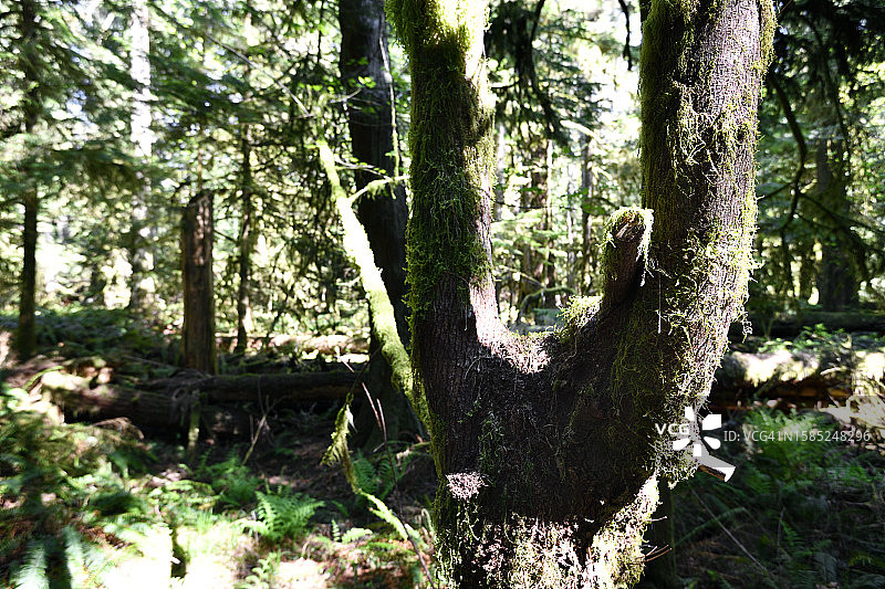 苔藓生长图片素材
