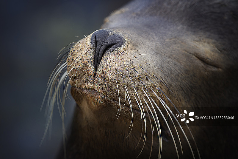 特写：加州海狮的心形鼻子和胡须图片素材