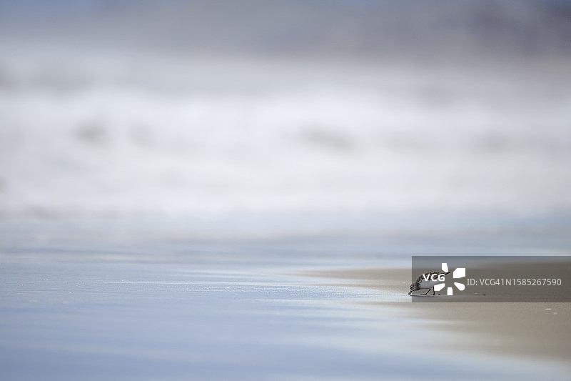 可爱的小矶鹬在蒙特雷Zmudowski州立海滩的海浪边图片素材