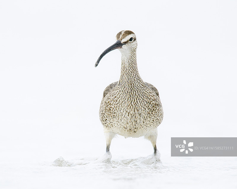 鹬的可爱高调肖像，地点：蒙特雷阿西洛玛海滩图片素材