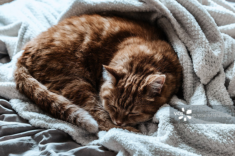 猫咪蜷缩在毯子上放松，最喜欢的宠物图片素材